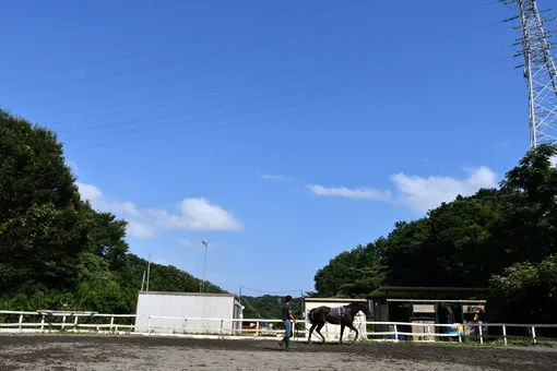 ＯＩＳＯ馬